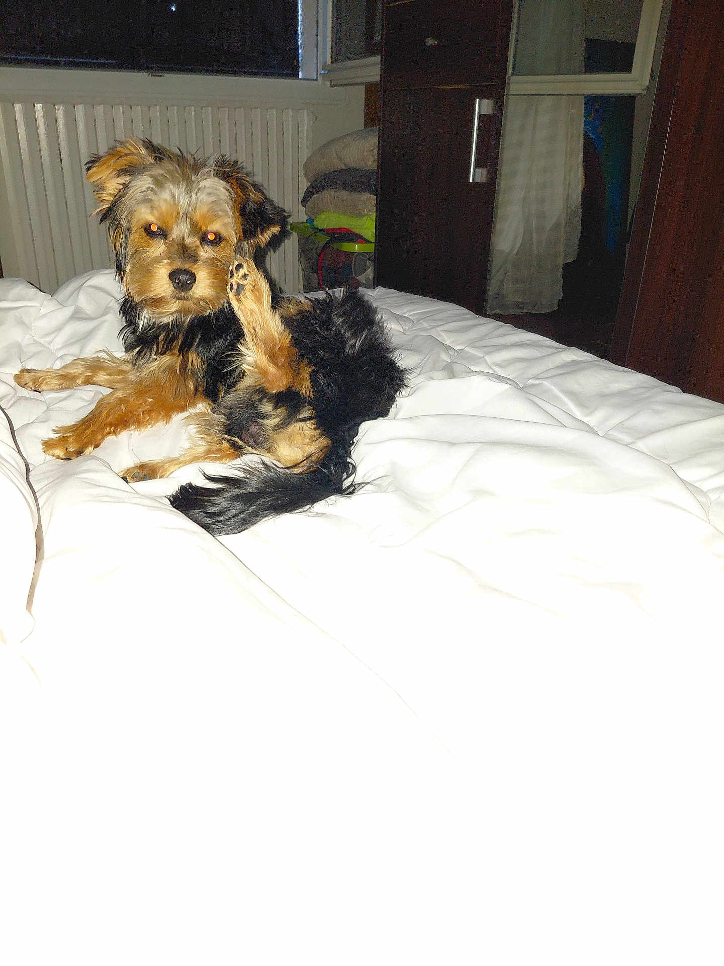 Volkan a rejoint le concours — aidez-le/la à gagner de superbes lots ! dog, bed, white_bedspread, paw, indoor, room, radiator, cabinet, towels, curtain, wooden_furniture, pet, fur, small_dog, raising_paw, resting, cozy, animal, household, cute
