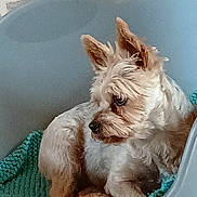 Ollie a rejoint le concours — aidez-le/la à gagner de superbes lots ! animal, canine, dog, dogbed, pet