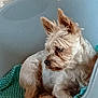 animal, canine, dog, dogbed, pet