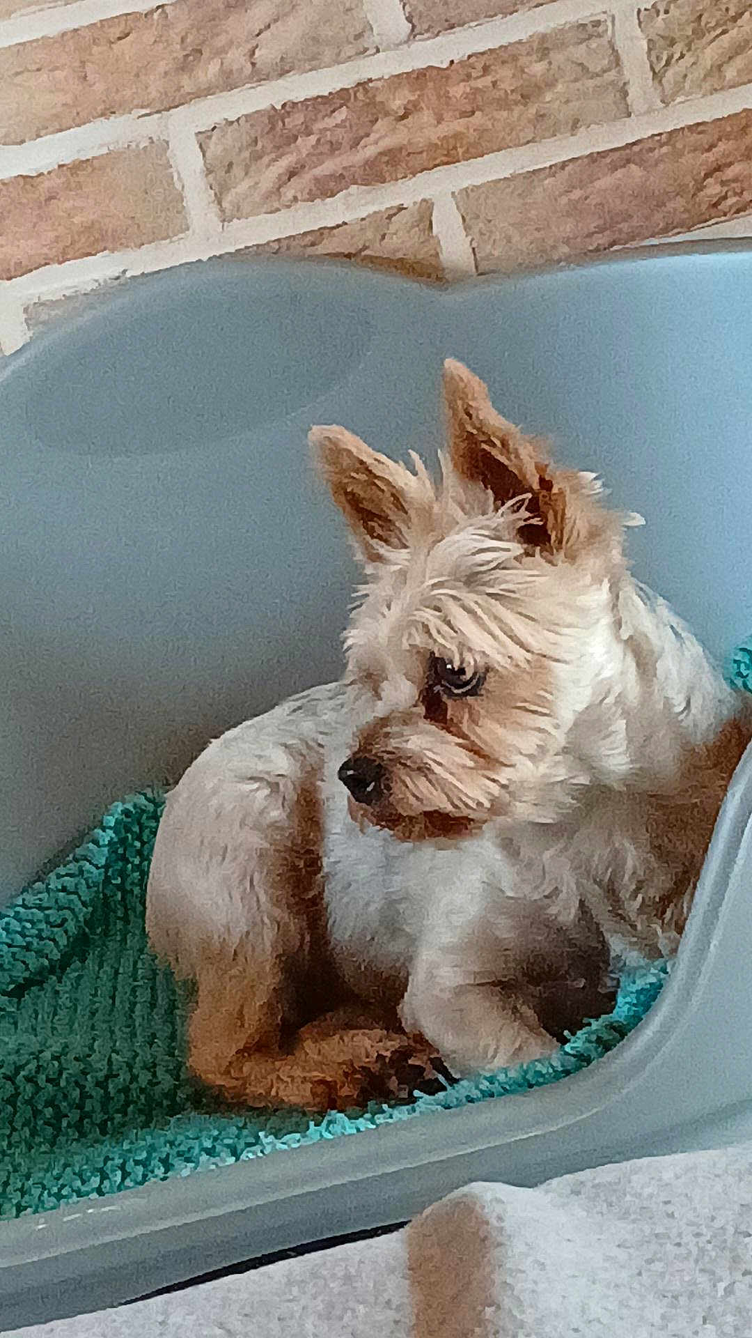 Ollie