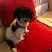 Max joined the competition — help win amazing prizes! puppy, dog, black_and_white, fluffy, small_dog, sitting, couch, sofa, red_cushions, living_room, indoor, pet, harness, portrait, fur, cute, cozy, sunlight, home_decor, animal