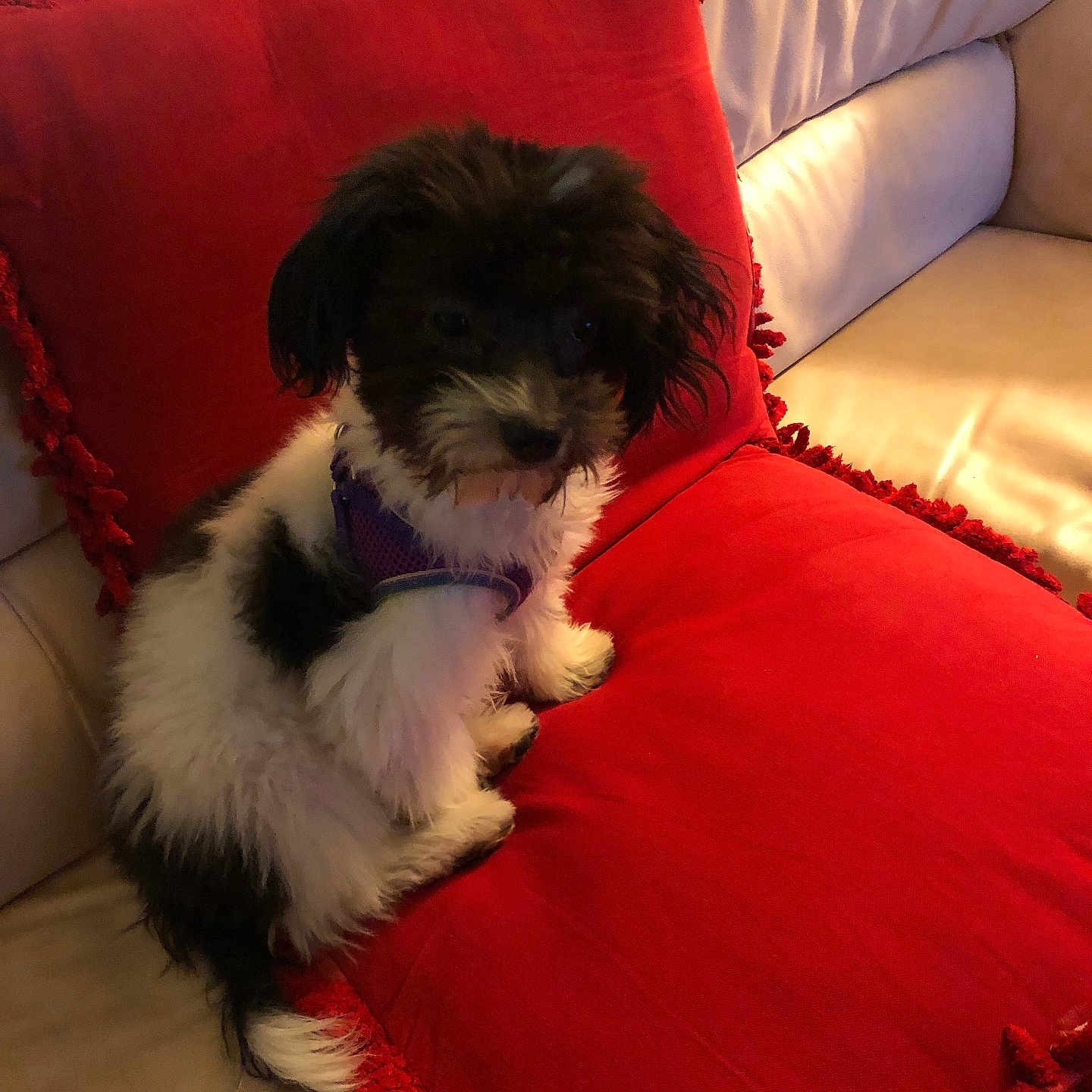 Max