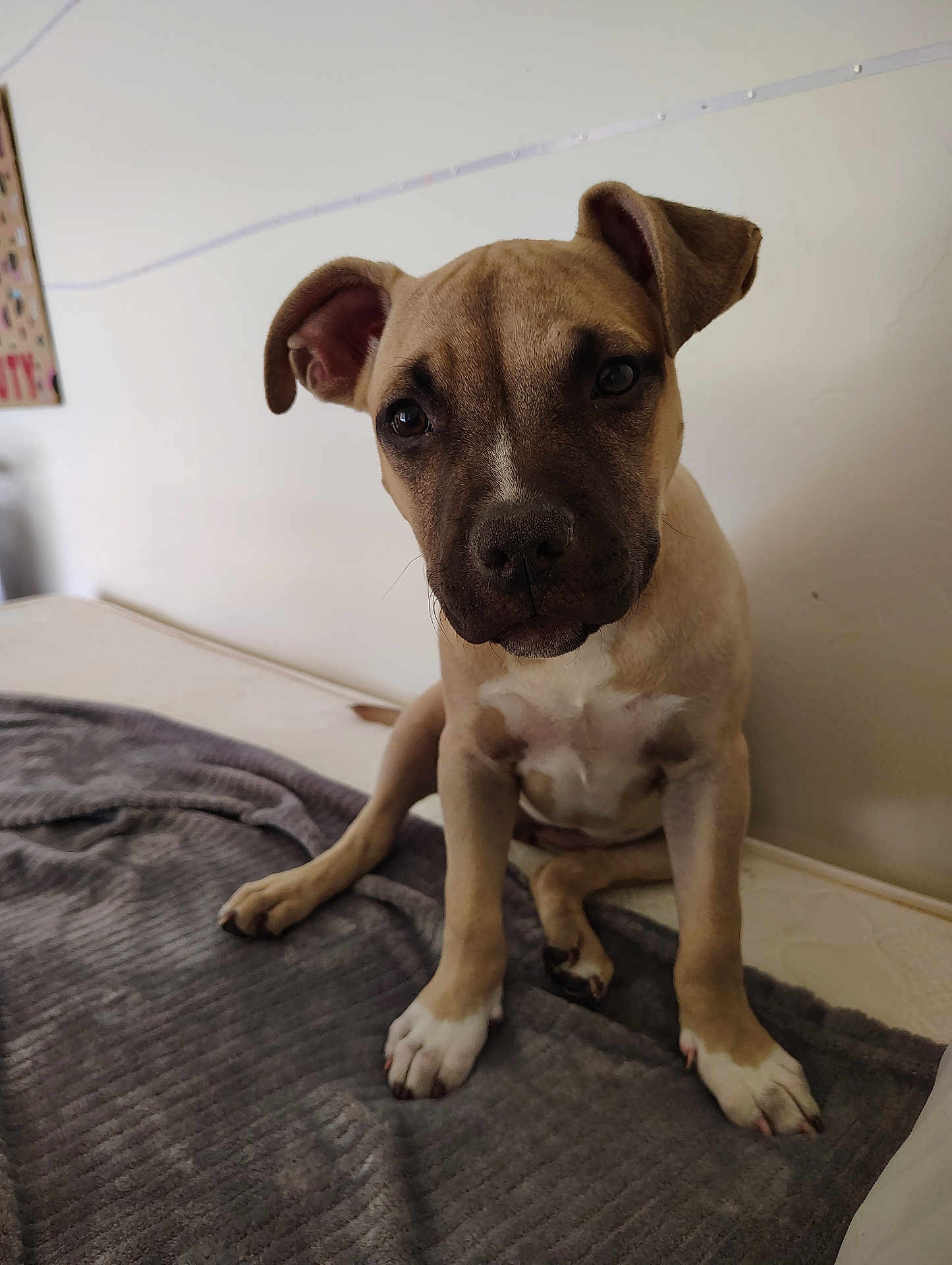 Pocket is registered to the contest to win money with this photo: puppy, dog, bed, blanket, indoor, pet, cute, animal, fur, ears, face, looking, young, mammal, domestic, sitting, brown, white, expression, closeup