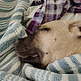 animal, blanket, canine, closeup, comfort, cozy, dog, fur, indoor, nap, peaceful, pet, plaid_blanket, relaxation, rest, sleeping, snuggle, soft_texture, striped_blanket, warm