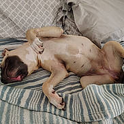 Pocket joined the competition — help win amazing prizes! dog, sleeping, bed, blanket, pillow, relaxed, canine, fur, pet, resting, indoor, comfortable, mammal, paw, mouth, striped, tan, cozy, animal, cute