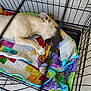 animal, bone, cage, canine, chewing, colorful, comfort, crate, dog, fence, floor, indoor, patchwork, paw, pet, quilt, relaxing, resting, sleepy, toy