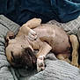 puppy, sleeping, dog, bed, blanket, cozy, cute, relaxed, fur, paw, nose, ears, cushion, indoors, resting, animal, pet, comfort, soft, napping