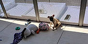 Pocket is registered to the contest to win money with this photo: puppy, dog, toy, plush_toy, patio, sunlight, floor, fence, shadow, outdoor, pet, play, small_dog, animal, cute, sitting, concrete, background, daylight, resting