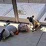 puppy, dog, toy, plush_toy, patio, sunlight, floor, fence, shadow, outdoor, pet, play, small_dog, animal, cute, sitting, concrete, background, daylight, resting