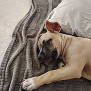 Pocket is registered to the contest to win money with this photo: dog, puppy, bed, blanket, pillow, sleepy, resting, fur, canine, pet, indoor, comfort, relaxation, soft, mattress, white, gray, animal, napping, cute