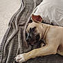 dog, puppy, bed, blanket, pillow, sleepy, resting, fur, canine, pet, indoor, comfort, relaxation, soft, mattress, white, gray, animal, napping, cute