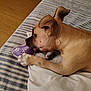 Pocket is registered to the contest to win money with this photo: dog, puppy, toy, bed, blanket, striped_blanket, paw_print, indoor, chewing, brown_dog, pet, animal, relaxed, cozy, furniture, canine, playful, cute, sleeping_area, home