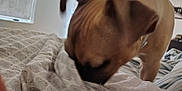 Pocket is registered to the contest to win money with this photo: dog, blanket, bed, indoor, brown_dog, sniffing, close_up, furniture, window, pattern, cozy, animal, pet, resting, fabric, home, domestic, curtain, wall, collar