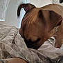 dog, blanket, bed, indoor, brown_dog, sniffing, close_up, furniture, window, pattern, cozy, animal, pet, resting, fabric, home, domestic, curtain, wall, collar