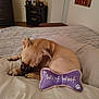Pocket joined the competition — help win amazing prizes! dog, bed, toy, purple, brown, sleeping, indoor, furniture, pillow, striped, blanket, wooden, drawer, sign, wall, pet, cute, cozy, resting, canine