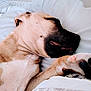 animal, bed, blanket, canine, closeup, comfort, cozy, cute, dog, domestic, fur, indoors, nap, paw, peaceful, pet, pillow, relaxation, resting, sleeping