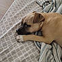 Pocket joined the competition — help win amazing prizes! dog, bed, blanket, indoor, resting, lying_down, animal, canine, fur, paw, pattern, fabric, comfort, nap, relaxation, cute, pet, sleepy, cozy, home