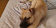 Pocket is registered to the contest to win money with this photo: dog, bed, blanket, indoor, furniture, drawer, floor, pattern, tan_dog, resting, cozy, sleepy, paw, striped_blanket, wood_floor, bedroom, domestic, pet, fur, home