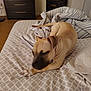 dog, bed, blanket, indoor, furniture, drawer, floor, pattern, tan_dog, resting, cozy, sleepy, paw, striped_blanket, wood_floor, bedroom, domestic, pet, fur, home