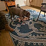 dog, puppy, indoor, rug, furniture, person, boots, camo_pants, canine, floor, cabinet, chair, television, can, wooden_floor, interaction, pet, domestic, living_room, home