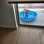 animal, blue_pool, concrete, dog, door_frame, glass_door, indoor, mesh_screen, outdoor, patio, pet, playful, puppy, reflection, sliding_door, summer, sunny, water, wood_floor, young_dog