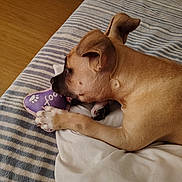 Pocket joined the competition — help win amazing prizes! dog, puppy, toy, bed, blanket, striped_blanket, paw_print, indoor, chewing, brown_dog, pet, animal, relaxed, cozy, furniture, canine, playful, cute, sleeping_area, home