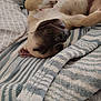 Pocket joined the competition — help win amazing prizes! dog, sleeping, bed, blanket, paw, cozy, relaxed, indoor, pet, fur, striped_blanket, closeup, resting, canine, snout, ears, comfort, home, animal, napping