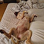 animal, bed, blanket, canine, comfort, cozy, cute, dog, domestic, fur, home, indoor, lying_down, patterned_sheets, paw, pet, pillow, relaxed, resting, sleeping