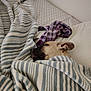 animal, bed, blanket, canine, comfort, cozy, dog, fur, home, indoor, nap, peaceful, pet, pillow, relaxation, rest, sleeping, snuggle, soft_texture, striped_blanket