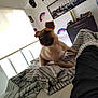 animal, bed, blanket, casual, curtain, decor, dog, dresser, footwear, furniture, hats, indoor, motion_blur, person_leg, pet, room, sleepwear, striped_blanket, wall_decor, window
