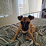 bed, blanket, brown_dog, canine, cozy, curtain, dog, domestic_animal, floor, furniture, indoor, light_switch, pet, puppy, relaxed, room, short_hair, striped_blanket, table, window