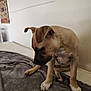 bed, blanket, brown, canine, curious, dog, domestic, ears, fur, indoor, paws, pet, poster, puppy, resting, soft, texture, wall, white, young