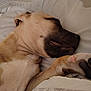 dog, sleeping, bed, paw, fur, rest, cozy, indoors, closeup, relaxation, cute, animal, pet, canine, comfort, blanket, snuggle, peaceful, quiet, soft