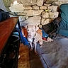 puppy, dog, sitting, portrait, indoors, rustic, stone_wall, concrete_floor, brown_fur, white_fur, floppy_ears, collar, leash, curious, looking_at_camera, pet, furniture, clutter, low_light, home