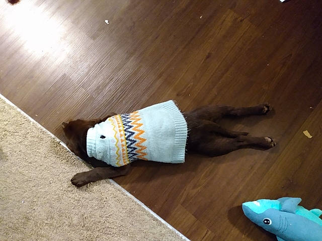 Veda joined the competition — help win amazing prizes! carmine, electric_blue, fashion_accessory, floor, flooring, foot, glove, hardwood, human_leg, laminate_flooring, plywood, sock, stuffed_toy, tail, toy, varnish, wood, wood_flooring, wood_stain, wrist