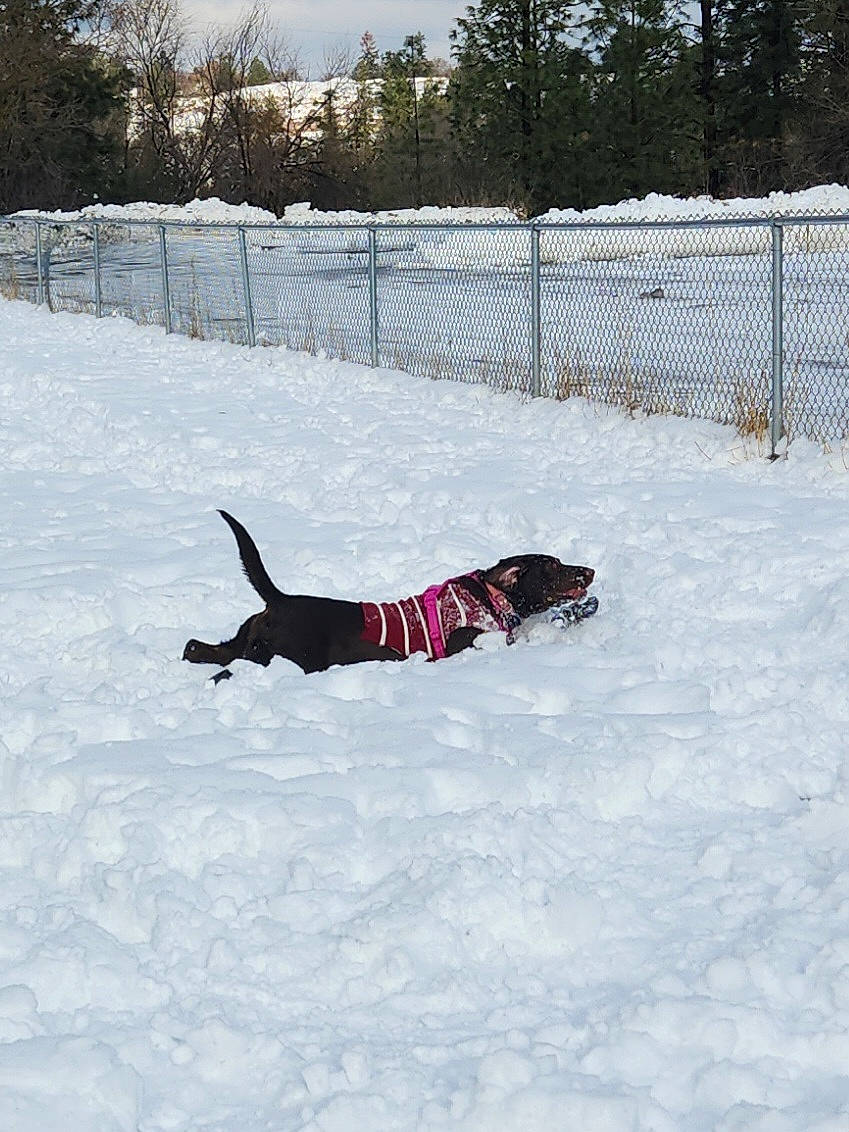 Veda joined the competition — help win amazing prizes! canidae, carmine, carnivore, collar, dog, dog_breed, dog_collar, dog_supply, fence, freezing, fun, guard_dog, leash, pet_supply, recreation, slope, snow, sporting_group, tree, winter