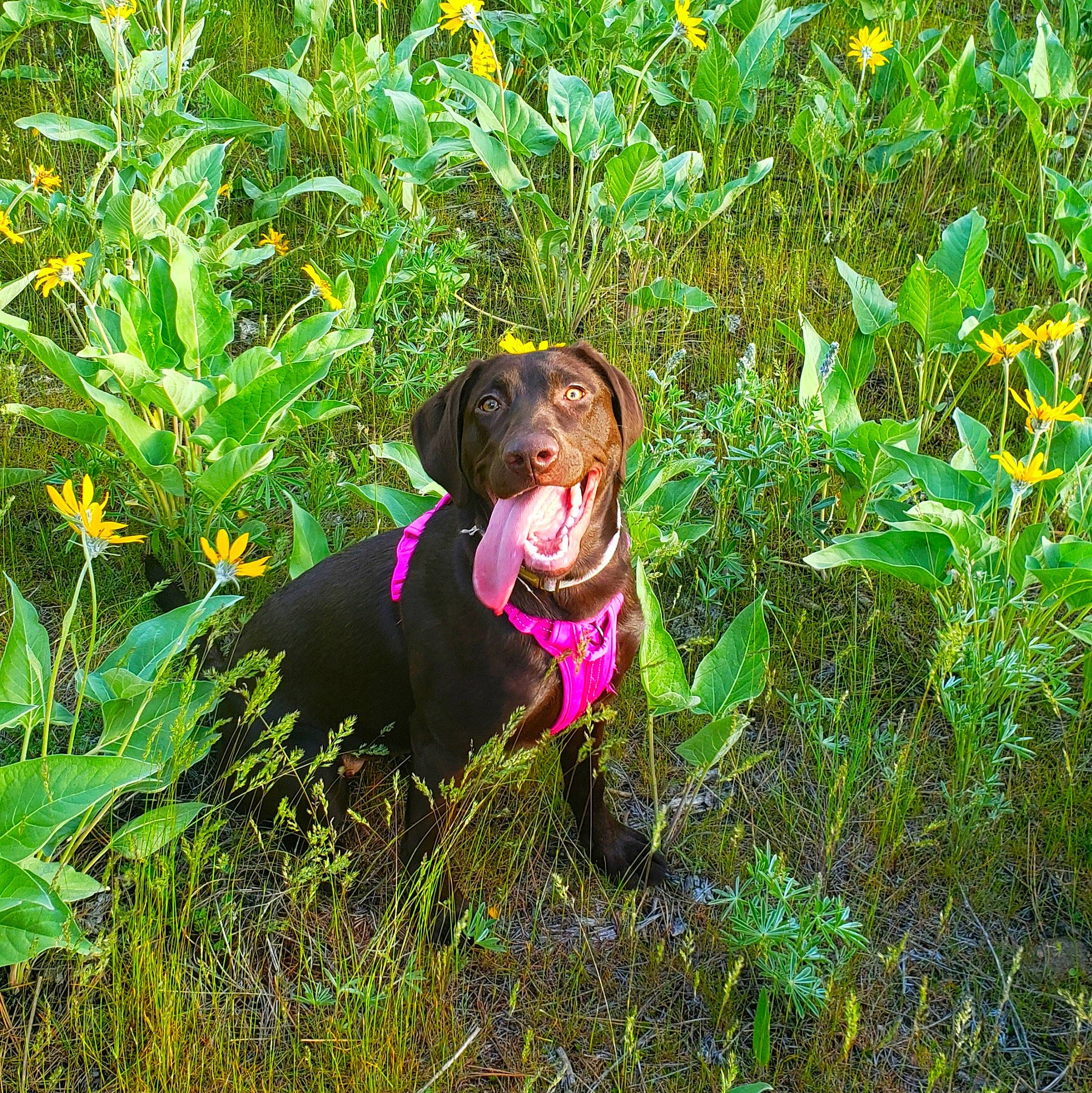 Veda joined the competition — help win amazing prizes! canidae, carnivore, collar, companion_dog, dobermann, dog, dog_breed, dog_collar, flower, grass, groundcover, gun_dog, liver, people_in_nature, plant, shrub, sporting_group, terrestrial_plant, working_animal, working_dog