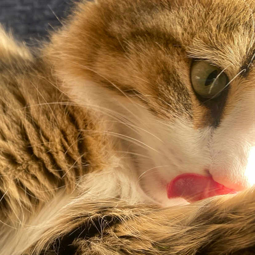 Oscar a rejoint le concours — aidez-le/la à gagner de superbes lots ! animal, cat, close_up, cute, domestic, eye, face, feline, fur, grooming, indoor, nose, paw, pet, portrait, relaxing, soft_texture, tabby, tongue_out, whiskers