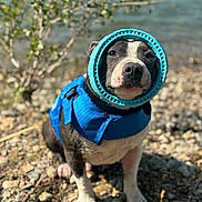 Roy a rejoint le concours — aidez-le/la à gagner de superbes lots ! dog, life_jacket, float_ring, rocky_shore, water, outdoor, pet, animal, black_and_white, close_up, sunny, nature, sitting, cute, summer, adventure, playful, canine, portrait, background_blur