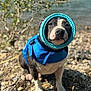 dog, life_jacket, float_ring, rocky_shore, water, outdoor, pet, animal, black_and_white, close_up, sunny, nature, sitting, cute, summer, adventure, playful, canine, portrait, background_blur