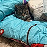 Pignatta a rejoint le concours — aidez-le/la à gagner de superbes lots ! cat, tabby, blanket, blue, bed, comfort, fur, cozy, indoor, animal, pet, resting, cute, curious, striped, soft, warm, feline, fabric, snug