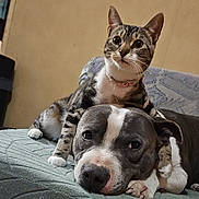 Pignatta a rejoint le concours — aidez-le/la à gagner de superbes lots ! cat, dog, tabby_cat, pit_bull, pet, animal, cute, companions, couch, indoor, resting, curious, affectionate, relaxed, fur, whiskers, collar, paw, friendship, cozy