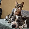 cat, dog, tabby_cat, pit_bull, pet, animal, cute, companions, couch, indoor, resting, curious, affectionate, relaxed, fur, whiskers, collar, paw, friendship, cozy