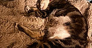 Pignatta participe au concours pour gagner de l'argent avec cette photo : cat, tabby_cat, sleeping, blanket, fur, collar, cozy, indoor, pet, resting, feline, cute, animal, bed, soft, relaxed, domestic_cat, whiskers, paw, mammal