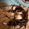 cat, tabby_cat, sleeping, blanket, fur, collar, cozy, indoor, pet, resting, feline, cute, animal, bed, soft, relaxed, domestic_cat, whiskers, paw, mammal