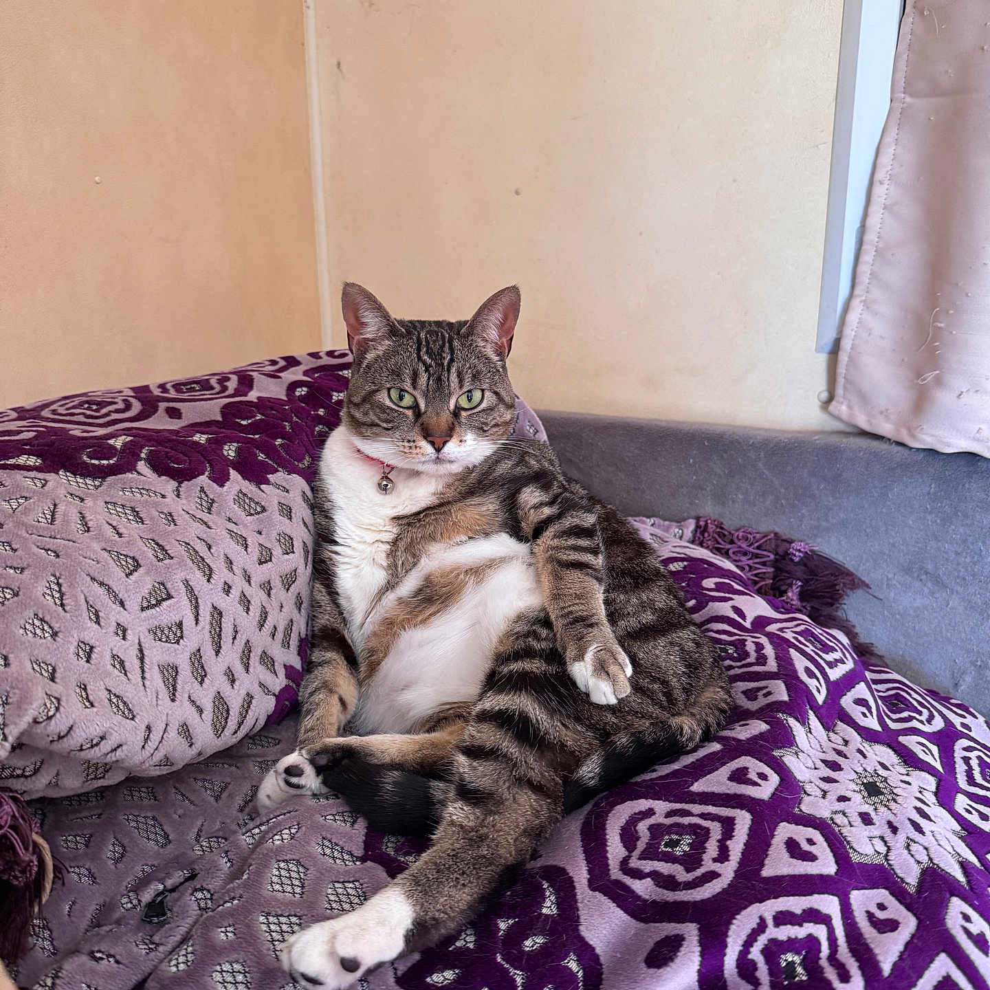 Pignatta