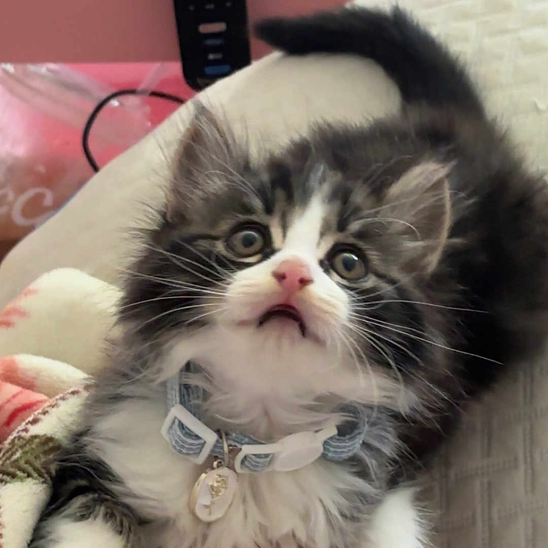 Sora