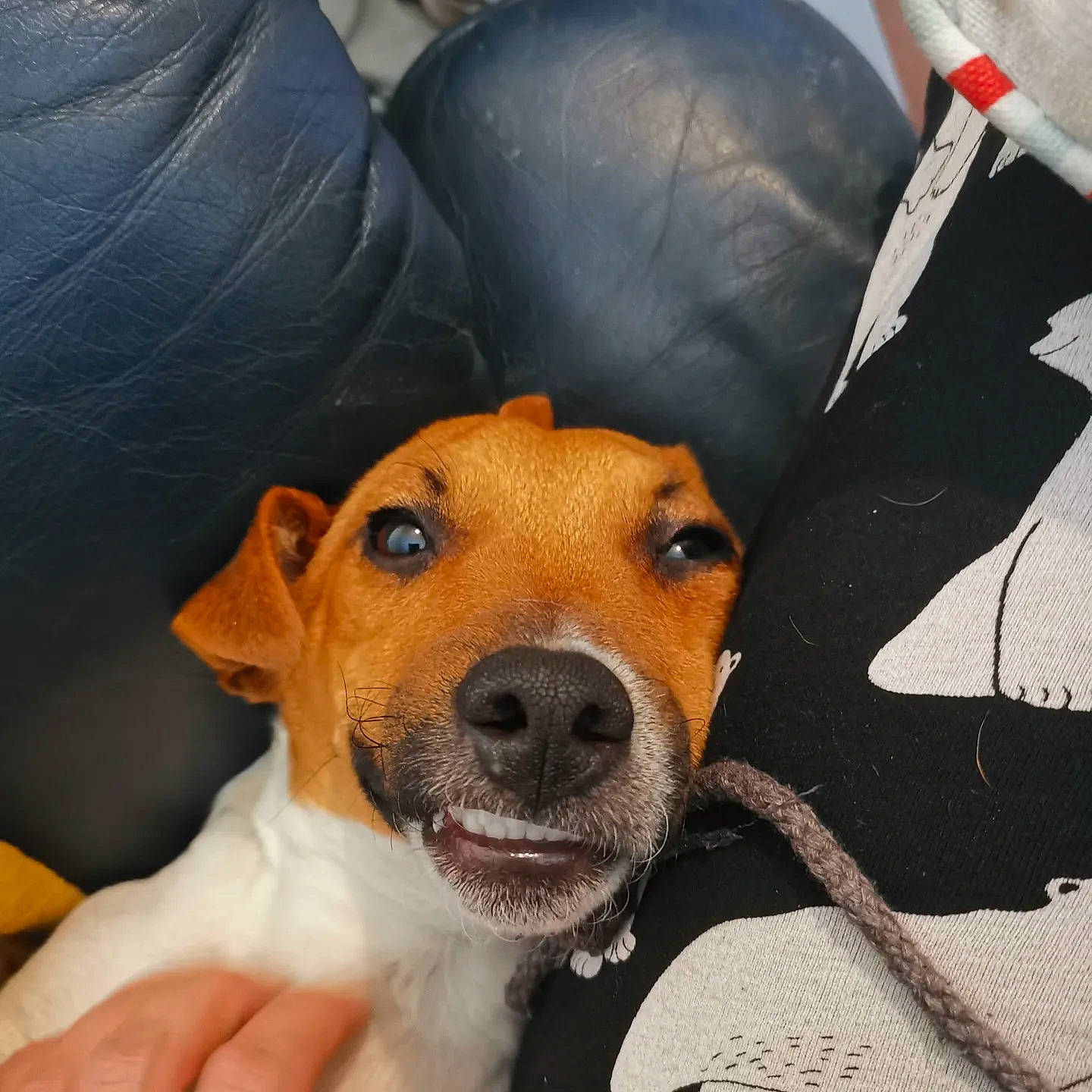 Ivar joined the competition — help win amazing prizes! canidae, carnivore, collar, comfort, companion_dog, dog, dog_bed, dog_breed, dog_supply, ear, fawn, fur, non_sporting_group, paw, selfie, snout, sporting_group, whiskers, working_animal