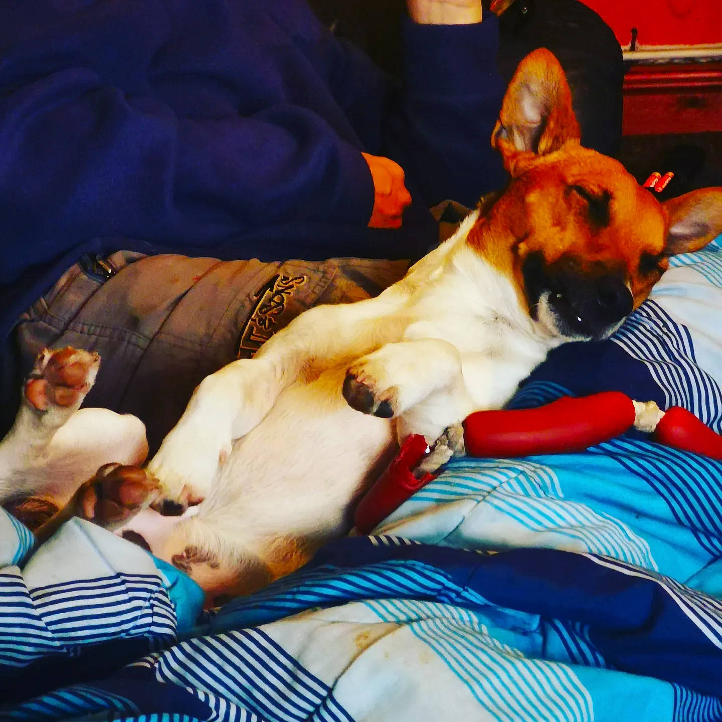 Ivar joined the competition — help win amazing prizes! blue, canidae, carnivore, comfort, companion_dog, couch, dog, dog_breed, dog_supply, fawn, fur, human_leg, lap, linens, nap, paw, puppy, sporting_group, toy_dog, whiskers