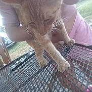 Chucky is registered to the contest to win money with this photo: cat, orange_cat, person, pink_clothing, metal_mesh_table, outdoor, grass, car, wooden_chair, paws, pet, animal, daylight, holding, feline, collar, chain, nature, blurred, table